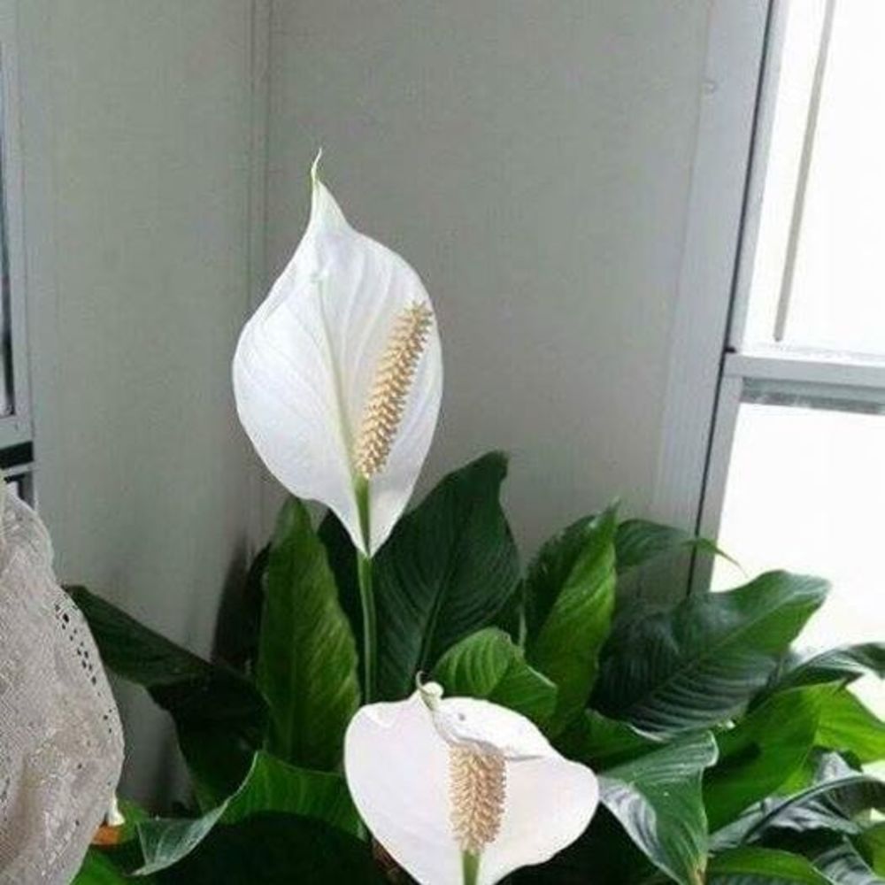 Meet your Posher, Julisa